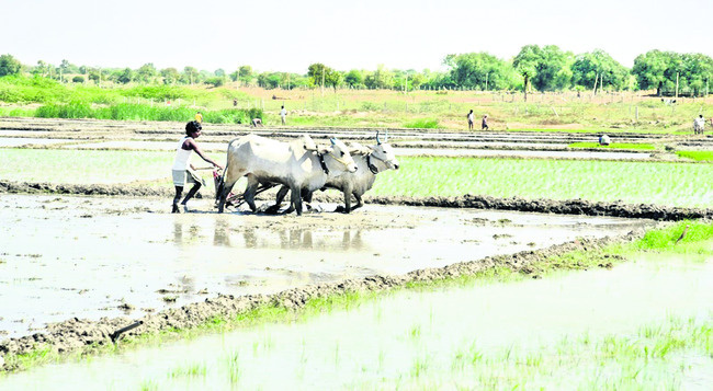 ఆయకట్టుకు సాగునీరు2