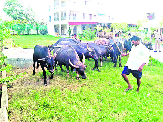 ఎమ్మెల్యే క్యాంపు ఆఫీసులోకి పాడిగేదెలు1