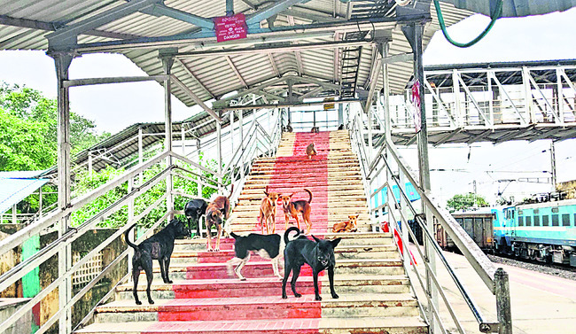 రైల్వే స్టేషన్‌లో  కుక్కలు.. కోతులు1