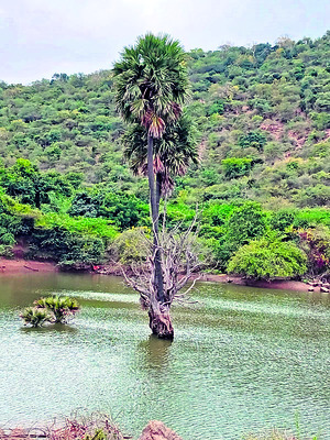 కుక్కను తప్పించబోయి..!2