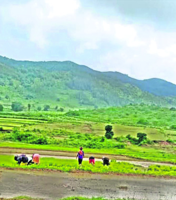జోరుగా సాగు1