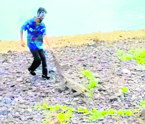 తుంగభద్ర బ్యాక్ వాటర్లో మొసలి ప్రత్యక్షం 2