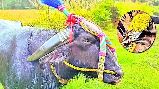 మైసూరు జూలో సివంగి కన్నుమూత 1