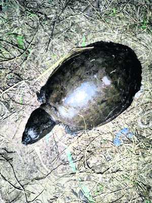 కూర్మ విలాపం1
