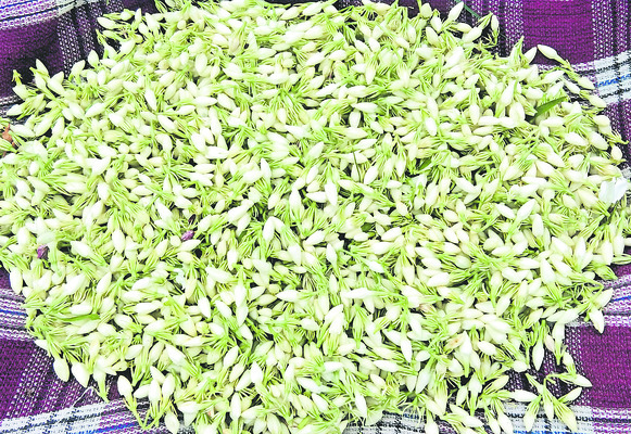 తెగుళ్లు, పెట్టుబడులు పెరిగిపోయి.. పూల రైతు వాడిపోయి..!2
