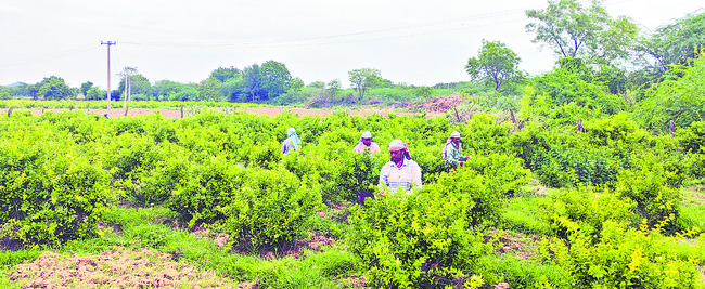 తెగుళ్లు, పెట్టుబడులు పెరిగిపోయి.. పూల రైతు వాడిపోయి..!1