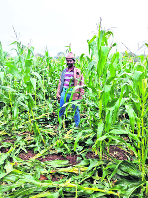 ఉప్లూర్ చెరువులో మొసలి
1