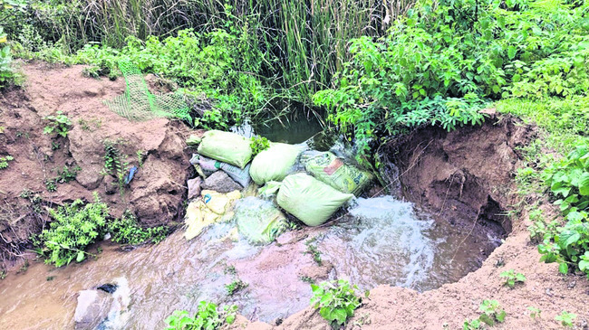 నులిపురుగుల నివారణతోనే మెరుగైన ఆరోగ్యం 1