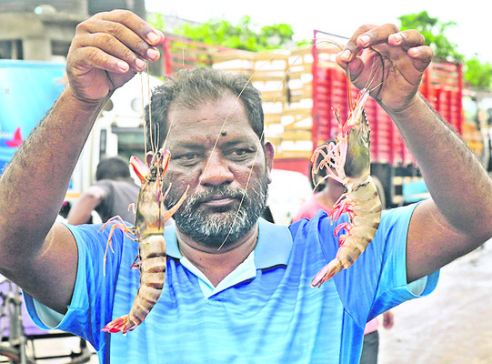 సుంకాల ఉచ్చులో రొయ్య1