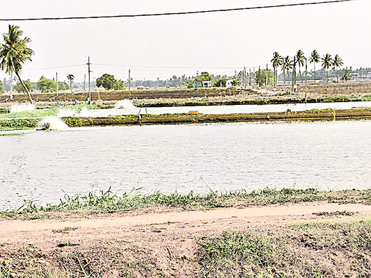 రొయ్య రైతుకు ధరాభారం
1
