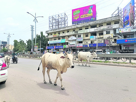 కదిలే స్పీడ్ బ్రేకర్లు..!1