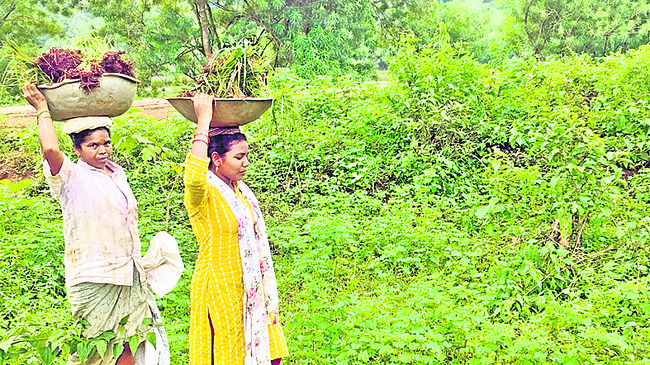 మన్యంలో చోడి నాట్లు ఆలస్యమే 1