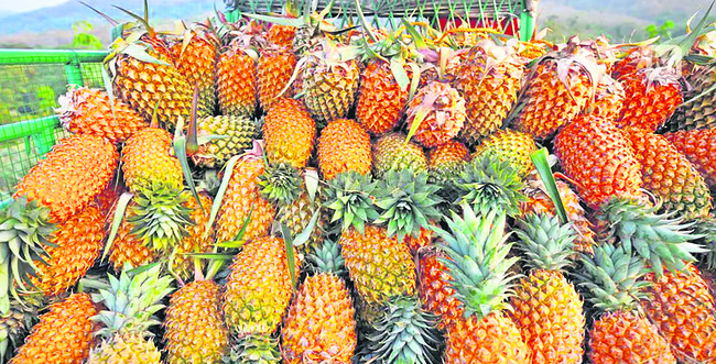 మధుర ఫలాలు.. చేదు ఫలితాలు1