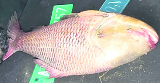 సమైక్యతకు పాటుపడాలి 2