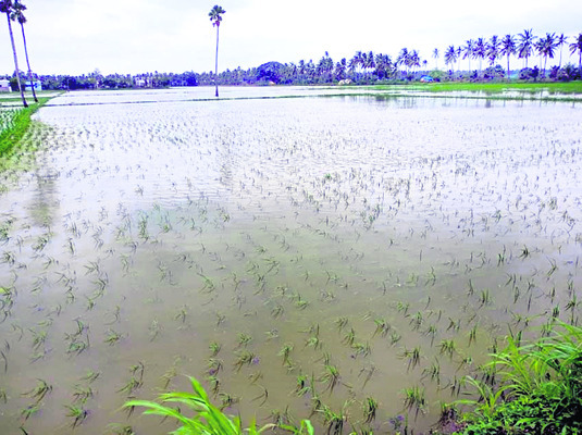 నిండా ముంచిన గోస్తనీ 1