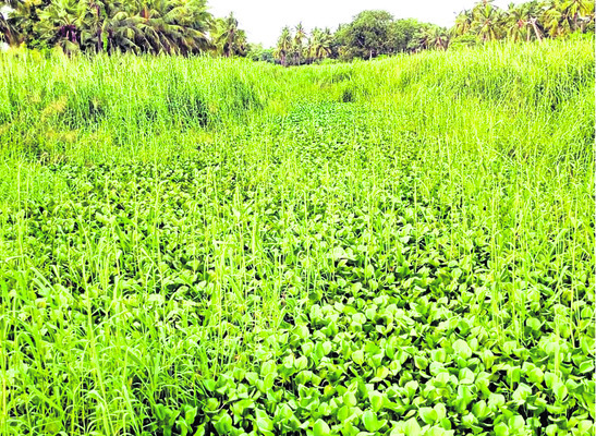 నిండా ముంచిన గోస్తనీ 2