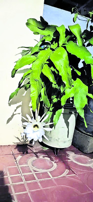 ‘రేషన్’కు కొత్త బ్యాగులు
1