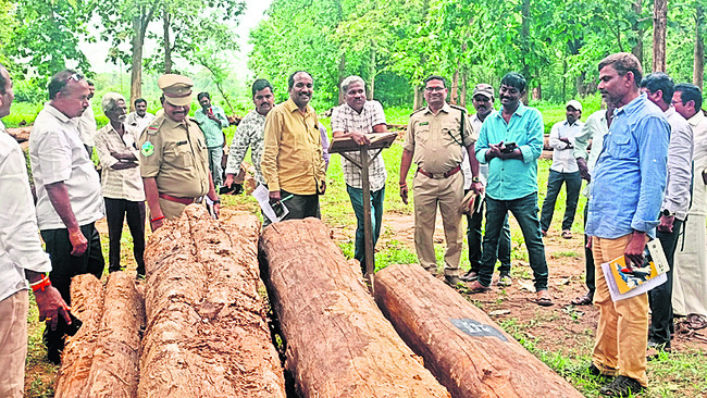 అటవీశాఖకు టేకు సిరులు 1