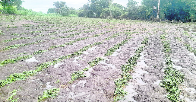 తాంసీలో అత్యధికం.. గాదిగూడలో అత్యల్పం
1