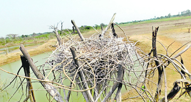 ఎగిరొచ్చిన అతిథులు1