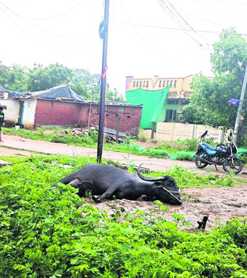 బొప్పాయిల వ్యాన్‌ బోల్తా 
2