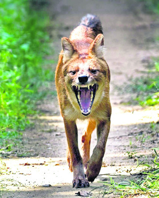 పాపికొండల్లో వైల్డ్‌ డాగ్స్‌1