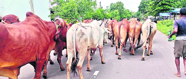 18 నుంచి ఆలా హజరత్‌ ఉత్సవాలు 1