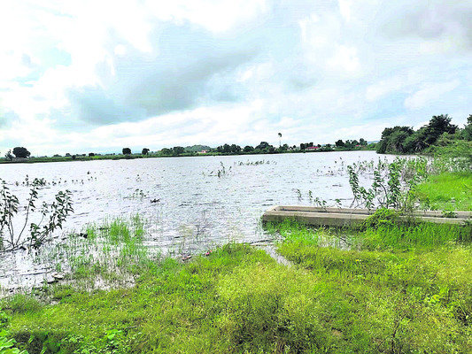 ఆవు, దూడకు బారసాల
3