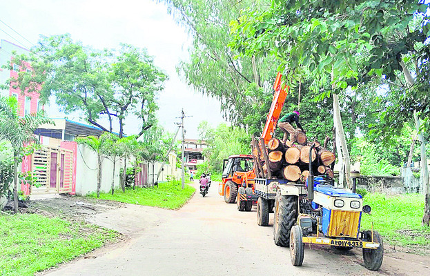 భారీ వృక్షాలు నరికివేత1