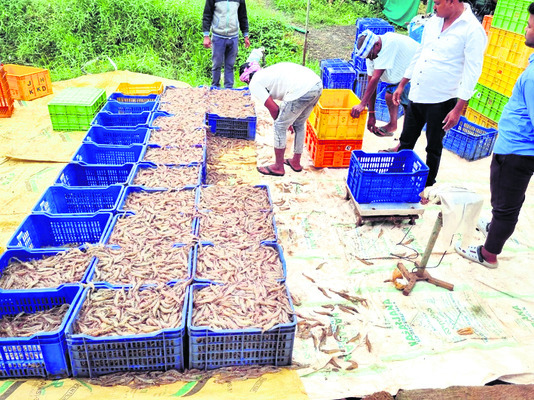 ఆక్వాకు వాయు‘గండం’1