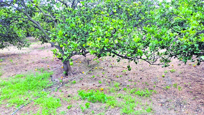 బత్తాయి ధర పతనం1