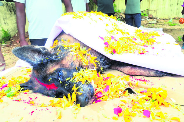 పోలీస్‌ జాగిలం పింకీకి అంతిమ వీడ్కోలు2