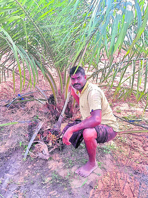 ఆయిల్‌పామ్‌కు పందుల బెడద1