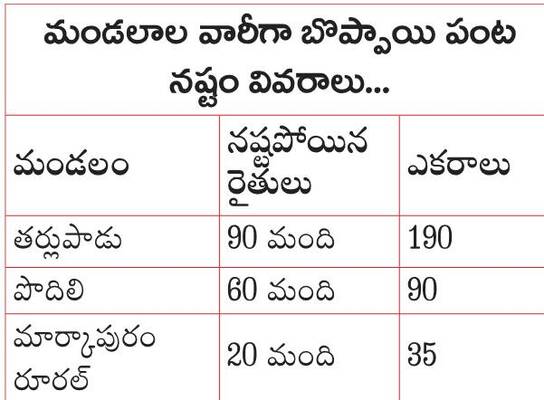 బొప్పాయి రైతు బేజారు1
