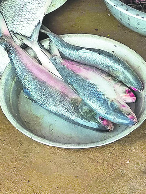 పులసా.. గోదారంటే అలుసా!2