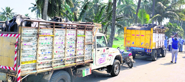 పశువధపై మొద్దు నిద్ర 1
