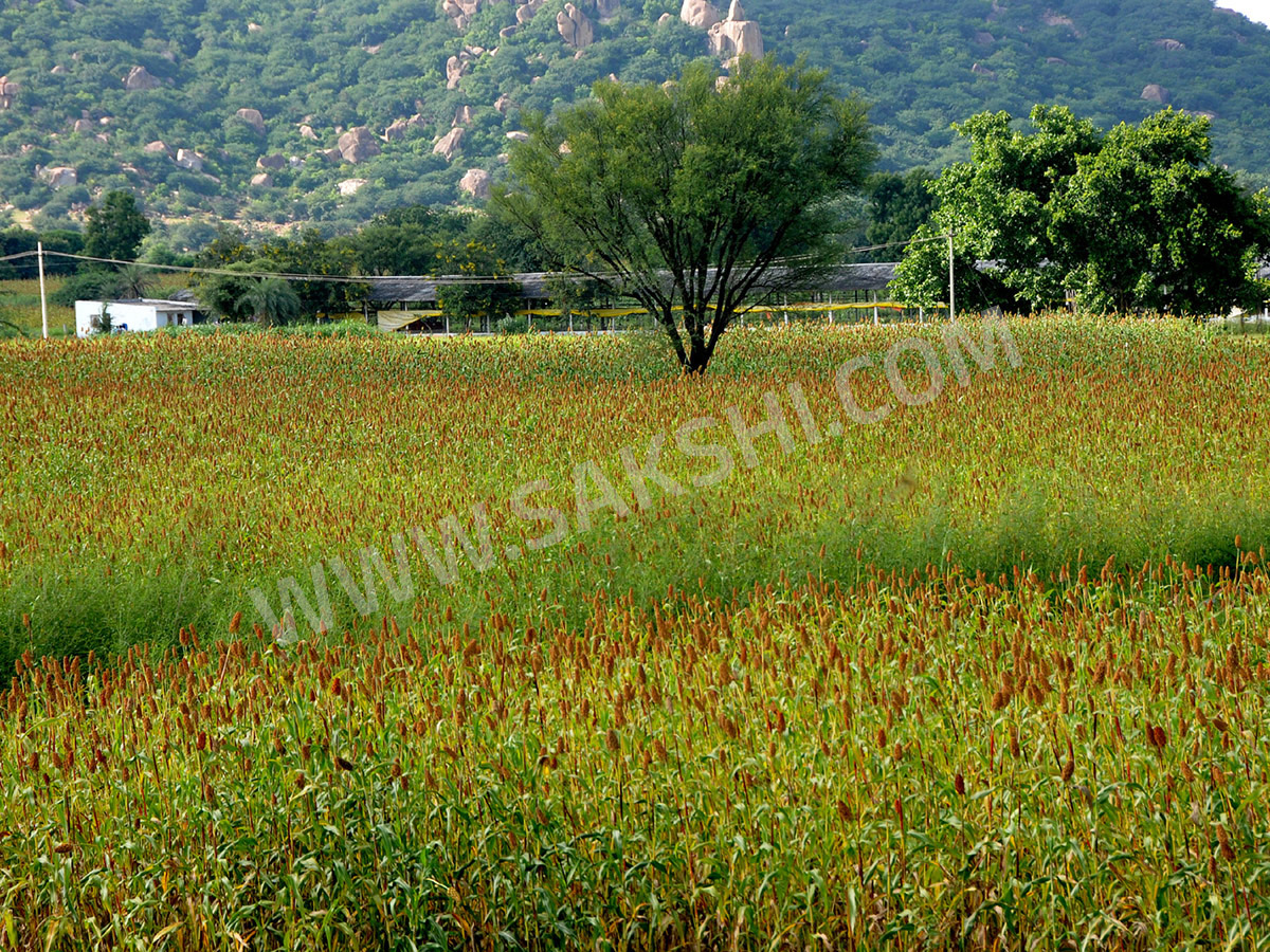 World Photography Day 2025 Special Photos in Sakshi19