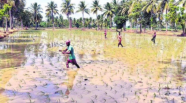 వినూత్న సాగుతో ఆదర్శంగా..!1