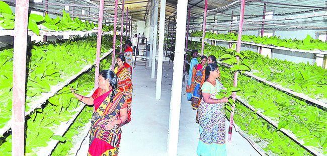 పట్టు పెంచుదాం..1