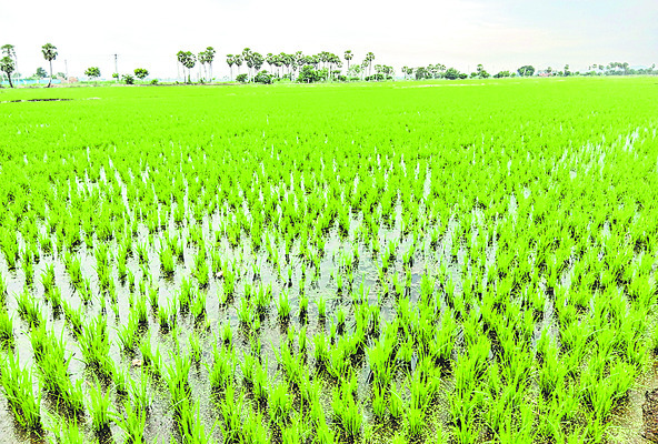 మందుల మాయాజాలం 7