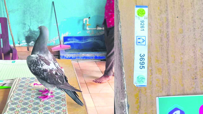 బోధన్‌లో కలకలం రేపిన రేసింగ్‌ పావురం2