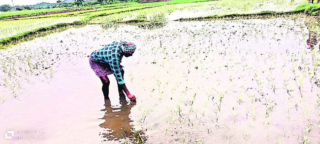 పంటలను కాపాడుకోండిలా... 1