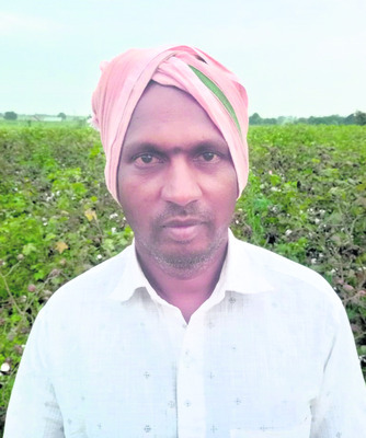 పత్తి రాలిపోతుంది 
1