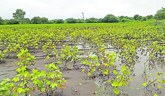 పంటలు నీటపాలు1