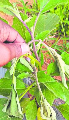 ఉద్యాన పంటల్లో సస్యరక్షణ 3