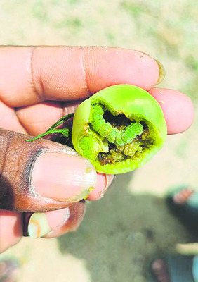 ఉద్యాన పంటల్లో సస్యరక్షణ 1