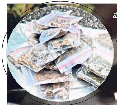 గుట్టుగా గంజాయి దందా!1