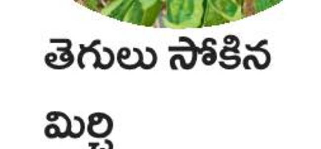 ఉద్యాన పంటల్లో సస్యరక్షణ 6