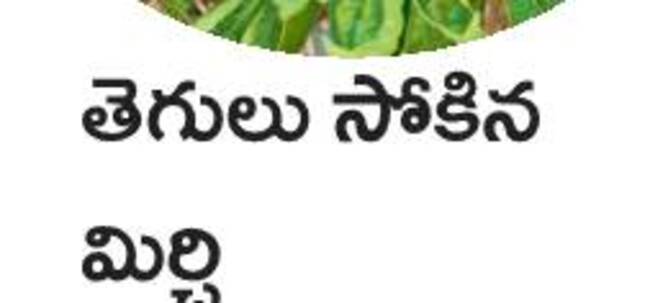 ఉద్యాన పంటల్లో సస్యరక్షణ 6
