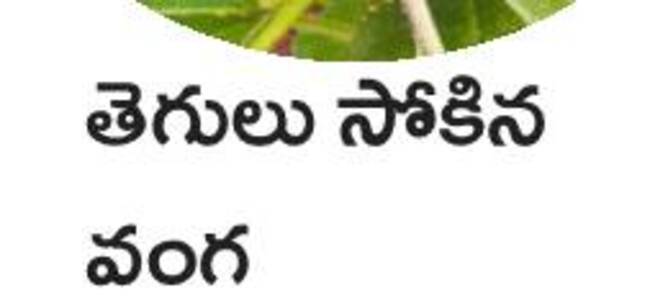 ఉద్యాన పంటల్లో సస్యరక్షణ 7